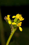 Wreath goldenrod